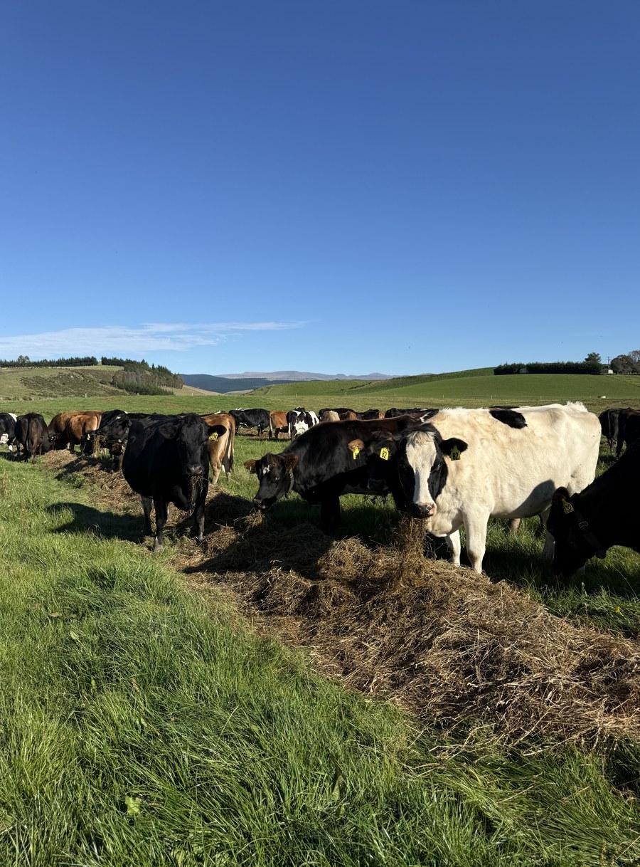 Vacas lecheras en sistema pastoril — Nueva Zelanda